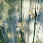 Riet