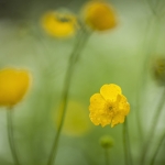 Buttercup