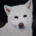 Akita Shiva