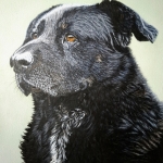 Hond