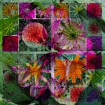 Fleurs de Gravelines