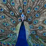 Peacock in love