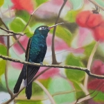 Cuban Hummingbird