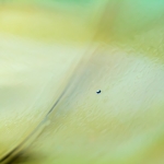 Druppel in de oceaan