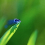 Juffertje in 't groen