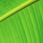 Nature's Green Delight