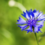 Korenbloem tegen groene achtergrond