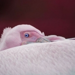 Pelikaan met een twist