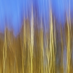 Bomen tegen blauwe lucht