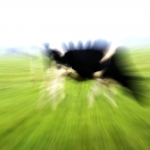 Exploding Cow