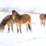 Exmoor pony's in het Buitenpark in Zoetermeer