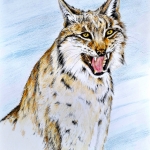 Lynx in het Beierse woud