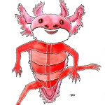 Oude axolotl