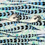 zeehonden 'zien ze ons?'