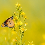 Kleine Monarchvlinder
