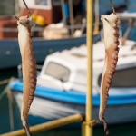 Tentakels van Octopus drogend in de haven van Gythio