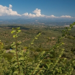 Vallei met Olijfboomgaarden bij Mystras