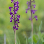 IJle Orchis
