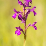 Orchis boryi