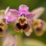 Wolzwever Ophrys