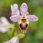 Wolzwever Ophrys