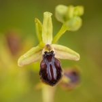 Ophrys sphegodes ssp. gortynia