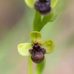 Weidehommel Ophrys