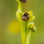 Weidehommel Ophrys