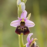 Hommelorchis