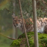 Europese Lynx