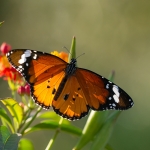 Kleine Monarchvlinder