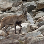 Spaanse Ibex