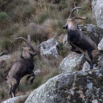 Spaanse Ibex