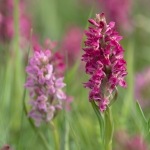 Steenrode Orchis