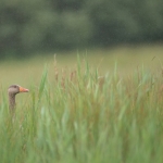 Grauwe Gans