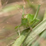 Grote Groene Sabelsprinkhaan