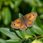 Oranje Zandoogje