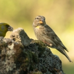 Rotsmus en Groenling