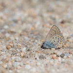 Oostelijk Saffierblauwtje