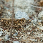 Notostaurus anatolicus