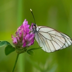 Groot Geaderd Witje