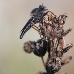 Stenopogon coracinus