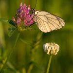 Groot Geaderd Witje