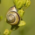 Zwartgerande Tuinslak