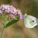 Scheefbloemwitje