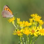 Kleine Vuurvlinder