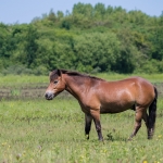 Exmoorpony