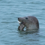 Grijze Zeehond