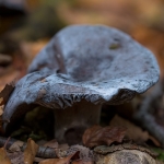 Grofplaatrussula