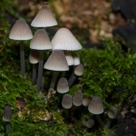 Bundelmycena